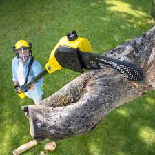 Best Arborist Consultation Services  in Los Banos, CA