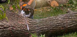 Best Tree Maintenance Programs  in Los Banos, CA