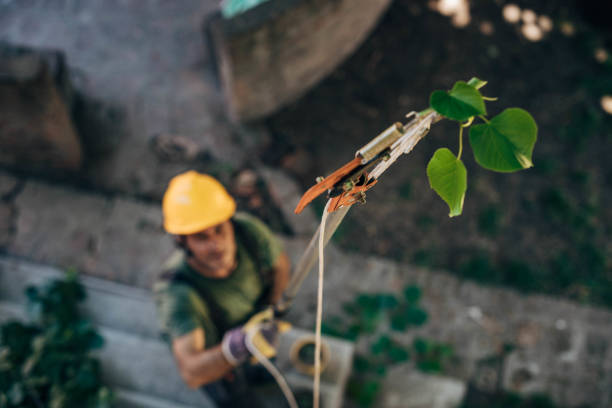 Los Banos, CA  Tree Services Company