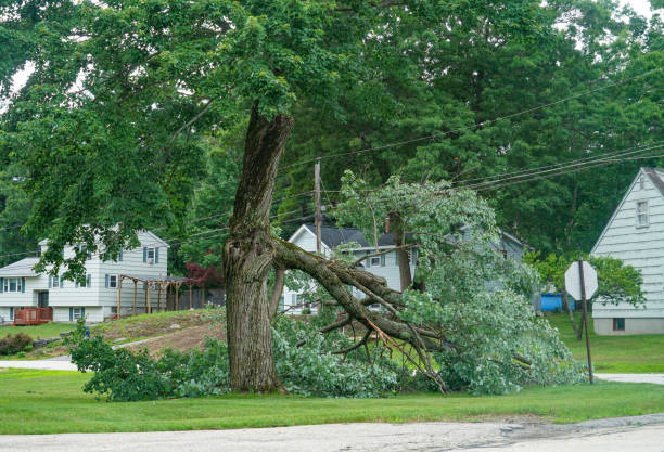 Why Choose Our Tree Removal Services in Los Banos, CA?