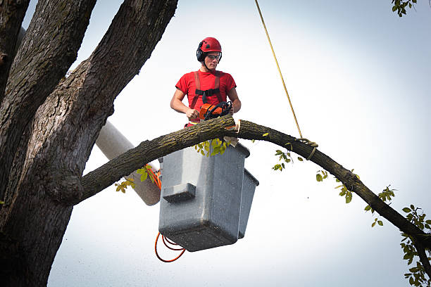  Los Banos, CA Tree Services Pros